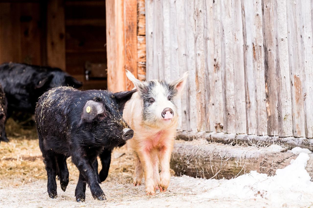 Willa Peakini Farmhaus Untertauern Zewnętrze zdjęcie