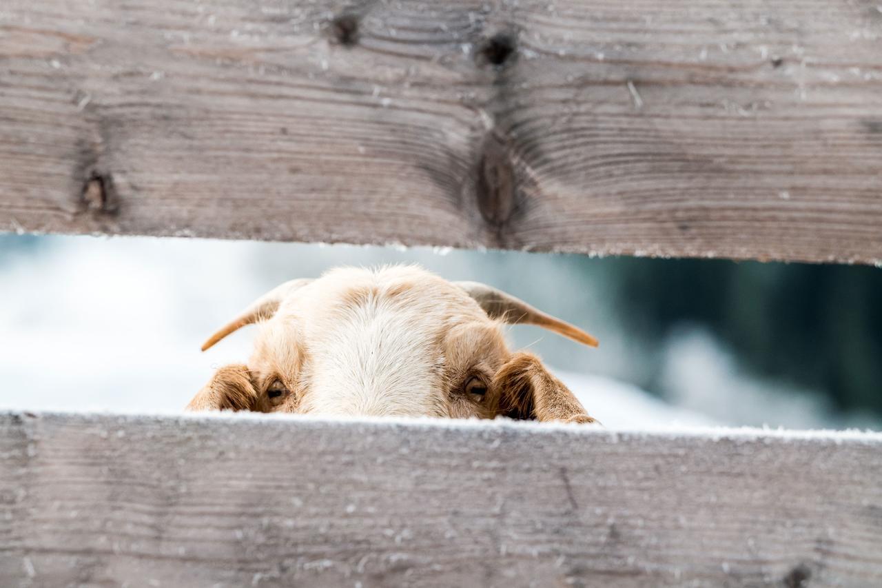 Willa Peakini Farmhaus Untertauern Zewnętrze zdjęcie