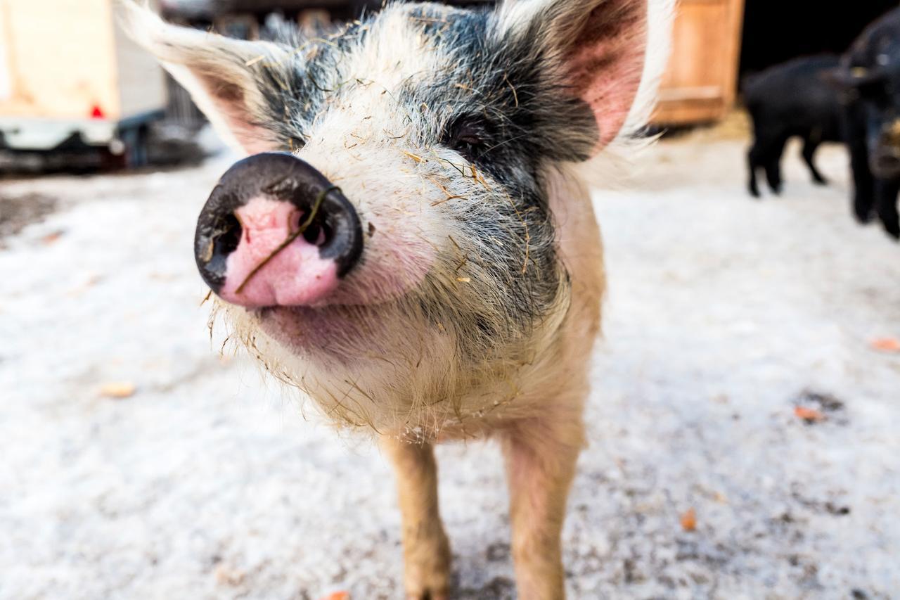 Willa Peakini Farmhaus Untertauern Zewnętrze zdjęcie